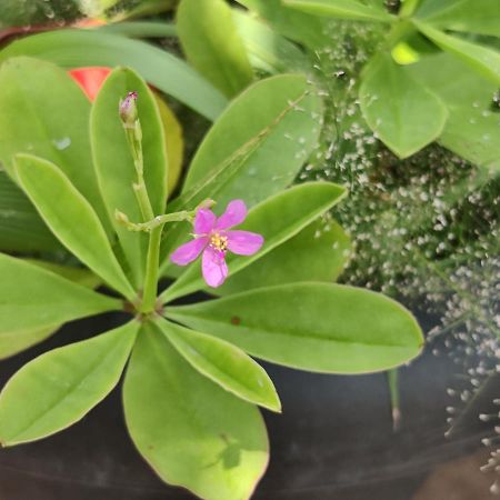 Vanivilasa Puram Yoga House 아파트 외부 사진